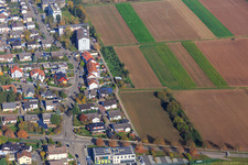 Birch Avenue in Offenbach an der Queich in the state Rhineland-Palatinate, Germany