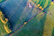 Grazing sheep in the district Schaidt in Wörth am Rhein in the state Rhineland-Palatinate, Germany