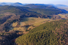 Winter vineyards in the Haardtrand-Wolfsteig nature reserve in Pleisweiler-Oberhofen in the state Rhineland-Palatinate, Germany