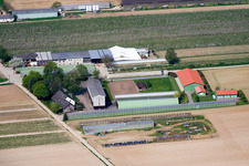 Uwe Nauerth - Tobacco Production in Kandel in the state Rhineland-Palatinate, Germany