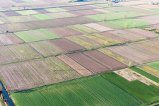 California in the state Friuli Venezia Giulia, Italy