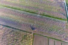 Poplar harvest near Carlino (Friuli-Venezia) in Via Nazionale in the state Friuli Venezia Giulia, Italy