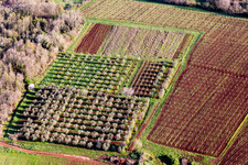 Rows of blooming trees of fruit cultivation plantation in a field in springtime in Funtana in Istarska zupanija, Croatia