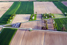Flowering trees in springtime with shadow forming by light irradiation on a field in Hoffen in Grand Est, France