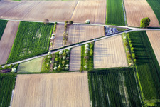 Trees with shadow forming by light irradiation on a field in Hoffen in Grand Est, France