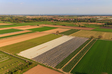 Asparagus field under foil and rhubarb field in the district Mühlhofen in Billigheim-Ingenheim in the state Rhineland-Palatinate, Germany