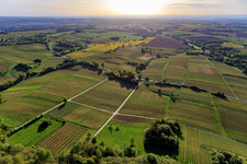 Aerial view of Vineyards of the Southern Palatinate from the west in spring in Dörrenbach in the state Rhineland-Palatinate, Germany