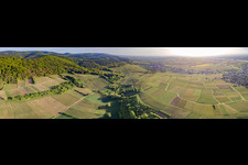 Panoramic perspective fields of wine cultivation landscape "Sonnenberg" in Wissembourg in Grand Est, France