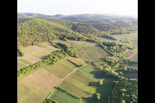 Sonnenberg vineyard in Wissembourg in the state Bas-Rhin, France seen from above