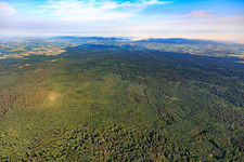 The Bienwald, the largest contiguous forest area in the Rhine plain in the district Schaidt in Wörth am Rhein in the state Rhineland-Palatinate, Germany