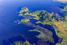 Water lilies in the moor-colored Lake Åsnen in Småland in Skäggalösa in the state Kronoberg, Sweden