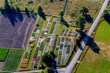 Colorful bedding rows on a field for flowering of Pratensis AB in Loenashult in Kronobergs laen, Sweden