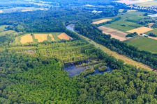 Poplar planting in the Rhine meadows at Michelsbach in Hördt in the state Rhineland-Palatinate, Germany