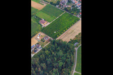 Drone recording of Corn maze, wedding location and beach lounge Seehof in Steinweiler in the state Rhineland-Palatinate, Germany