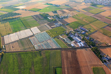 Hegehof with corn maze in Ladenburg in the state Baden-Wuerttemberg, Germany