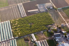 Maze - Labyrinth with the outline of eyes in a corn-field on the Hegehof in Ladenburg in the state Baden-Wurttemberg, Germany