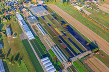 Colorful fields and greenhouses near Fünfhausen in the district Ochsenwerder in Hamburg in the state Hamburg, Germany