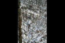 Bienwald in winter with snow in the district Büchelberg in Wörth am Rhein in the state Rhineland-Palatinate, Germany