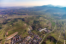 Fields of wine cultivation landscape in Bahlingen im Kaiserstuhl in the state Baden-Wurttemberg, Germany