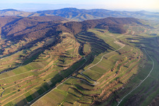 Terraced vineyards on the Kaiserstuhl in the district Kiechlinsbergen in Endingen am Kaiserstuhl in the state Baden-Wuerttemberg, Germany