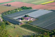 Gensheimer fruit and spagel farm in Steinweiler in the state Rhineland-Palatinate, Germany