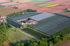 Aerial view of Gensheimer fruit and spagel farm in Steinweiler in the state Rhineland-Palatinate, Germany