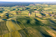 Structures of a field landscape of Alsace south of the Bienwald in Siegen in Grand Est, France