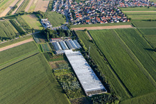 Aerial view of Shepherd Flowers in the district Mechtersheim in Römerberg in the state Rhineland-Palatinate, Germany