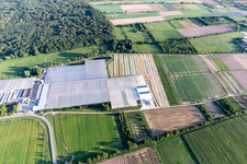 Aerial photograpy of Rudolf Sinn Young Plants GmbH in Lustadt in the state Rhineland-Palatinate, Germany
