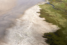 Cattle in the dunes on the sandy beach in Fanø in the state South Denmark, Denmark