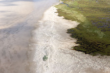 Aerial view of Cattle in the dunes on the sandy beach in Fanø in the state South Denmark, Denmark