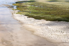 Aerial photograpy of Cattle in the dunes on the sandy beach in Fanø in the state South Denmark, Denmark