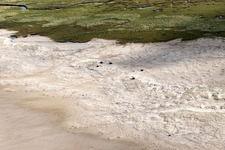 Oblique view of Cattle in the dunes on the sandy beach in Fanø in the state South Denmark, Denmark