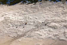 Cattle in the dunes on the sandy beach in Fanø in the state South Denmark, Denmark from above