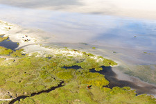 Bird's eye view of Cattle in the dunes on the sandy beach in Fanø in the state South Denmark, Denmark