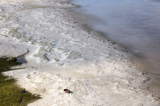 Drone recording of Cattle in the dunes on the sandy beach in Fanø in the state South Denmark, Denmark