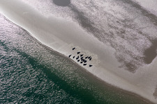 Seals on a Sand bankarea at the sourthern coast of Fanoe in Syddanmark, Denmark