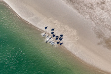 Aerial view of Seals on a Sand bankarea at the sourthern coast of Fanoe in Syddanmark, Denmark