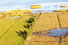 Meadow pasture with Angus herd in Fanoe in Syddanmark, Denmark