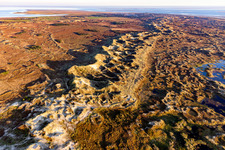 Sand dunes and coast landscape in national-parc wadden sea on the island Fanoe in Syddanmark, Denmark