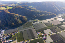 Apple orchards in Bodman in the district Bodman in Bodman-Ludwigshafen in the state Baden-Wuerttemberg, Germany