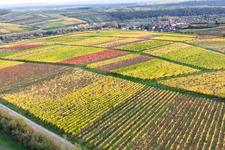 Vineyards on the banks of the Main in the district Obereisenheim in Eisenheim in the state Bavaria, Germany