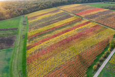 Aerial photograpy of Vineyards on the banks of the Main in the district Obereisenheim in Eisenheim in the state Bavaria, Germany