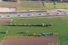 Unknown plantation on the B36 in Ötigheim in the state Baden-Wuerttemberg, Germany