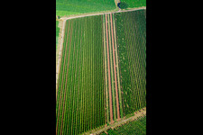 Vineyards in Billigheim-Ingenheim in the state Rhineland-Palatinate, Germany
