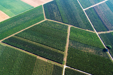 Vineyard path pattern in Rohrbach in the state Rhineland-Palatinate, Germany
