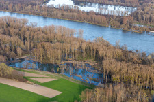 Flooding in the Rhine meadows in Neupotz in the state Rhineland-Palatinate, Germany