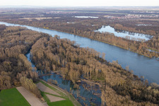 Flooding in the Rhine meadows (Altrhein Gorge) in Neupotz in the state Rhineland-Palatinate, Germany