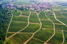 Vineyards on the edge of Hardt in Frankweiler in the state Rhineland-Palatinate, Germany