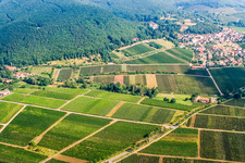 Vineyard under the Linden Avenue in Gleisweiler in the state Rhineland-Palatinate, Germany